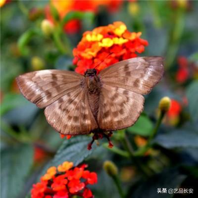 伊朗，最新发声！事关霍尔木兹海峡！中远海运集运：即日起恢复！