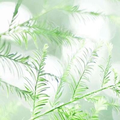 特战之王中文破解版